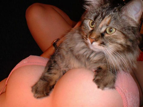 Кошка9___________на_женской_груди.jpg