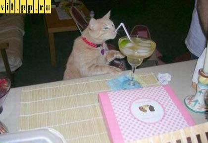 alcoholic_cat.jpg