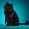 avatar-кот с сигаретой.gif